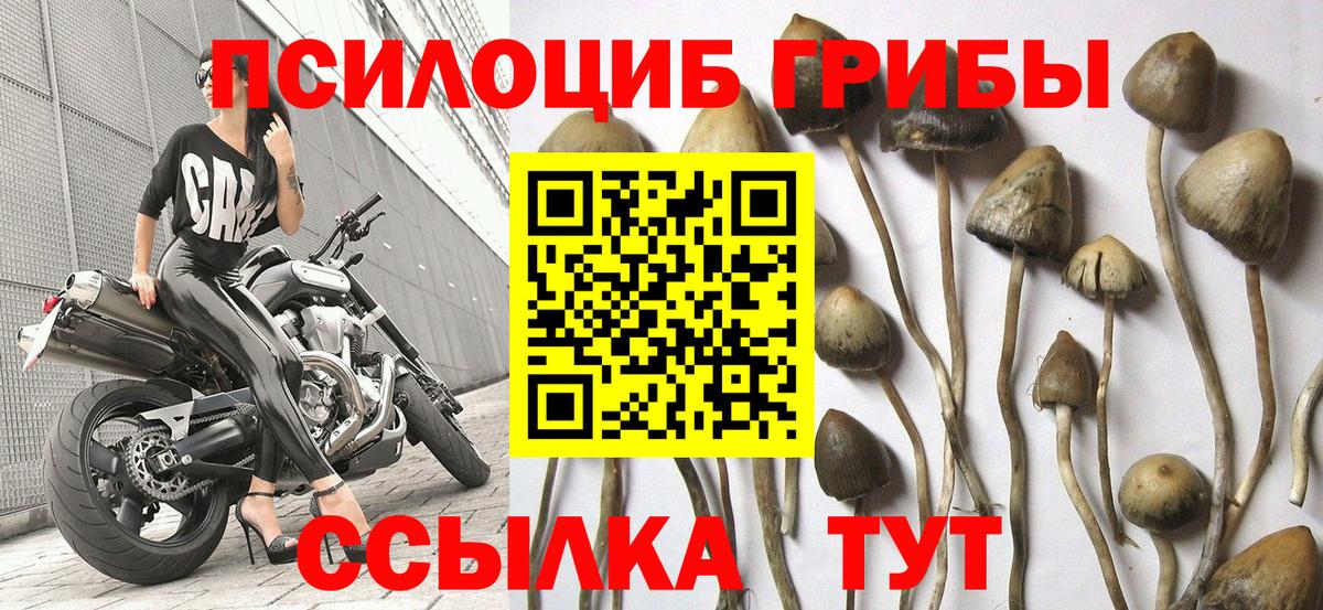 Псилоцибиновые грибы Psilocybine cubensis  Псилоцибиновые грибы Cubensis  Вход с VPN  Кинель 